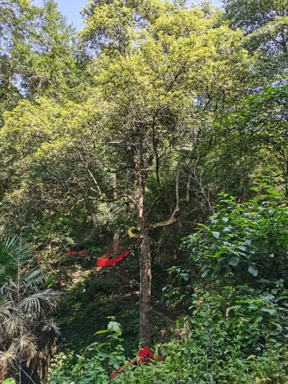 發(fā)力五型經(jīng)濟(jì),著力打造“中國龍腦之都”